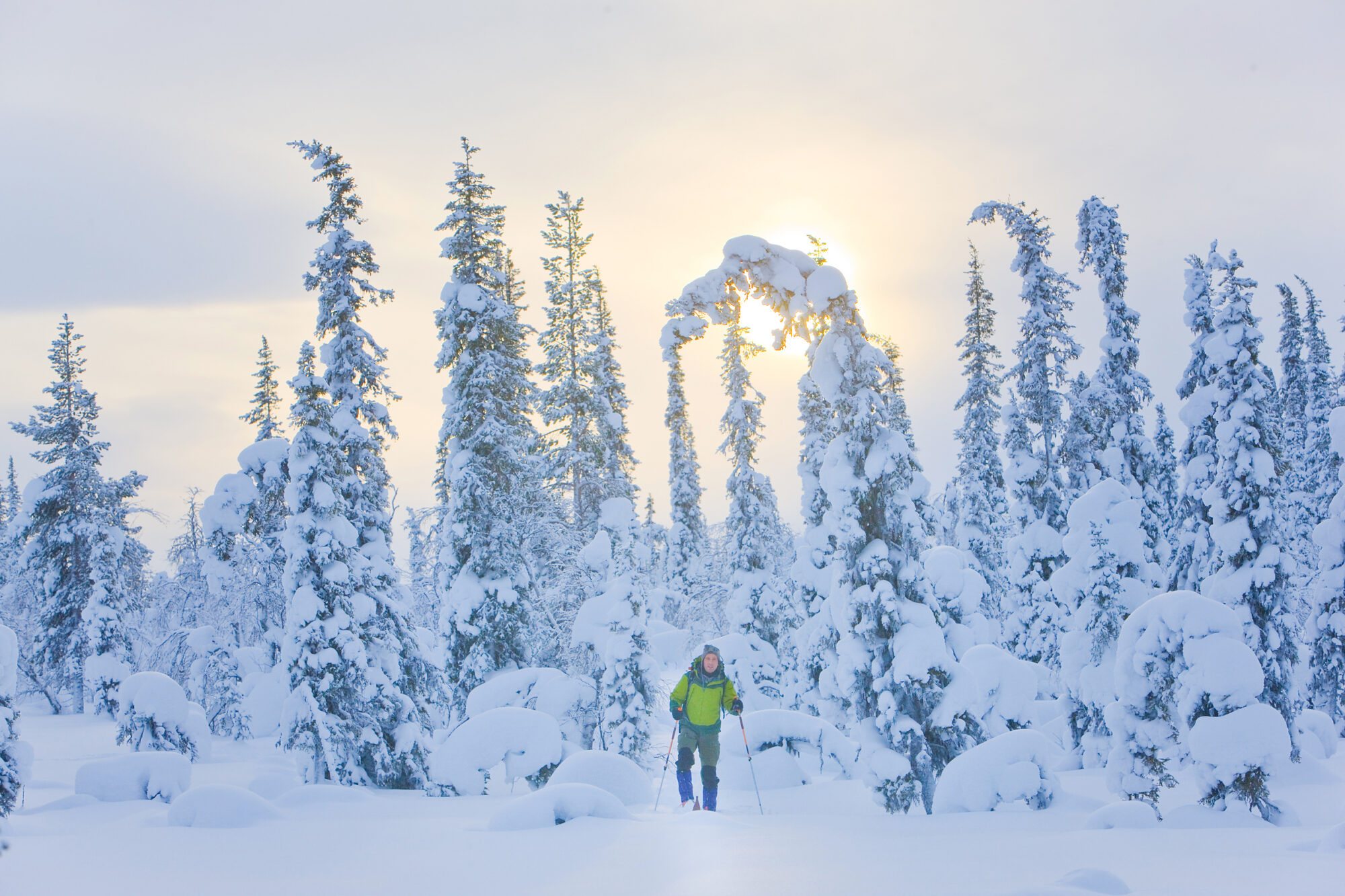 Explore the magnificent arctic forest on skis. Experience an exciting ski tour through the beautiful forestland surrounded by a magical winter landscape.